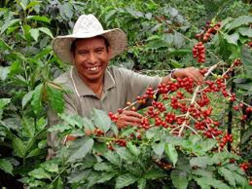 Coffee from Guatemala