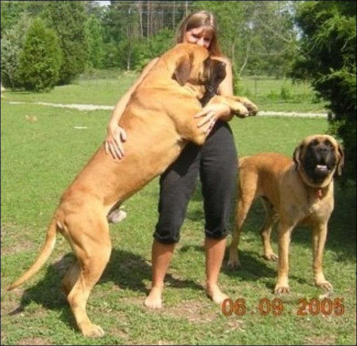 Big Dog