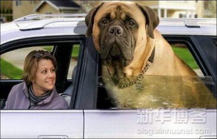 Big Dog