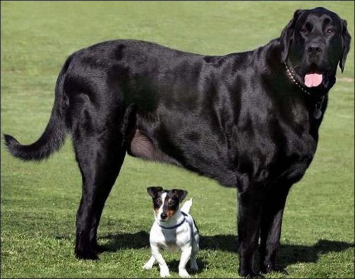 Big Dog