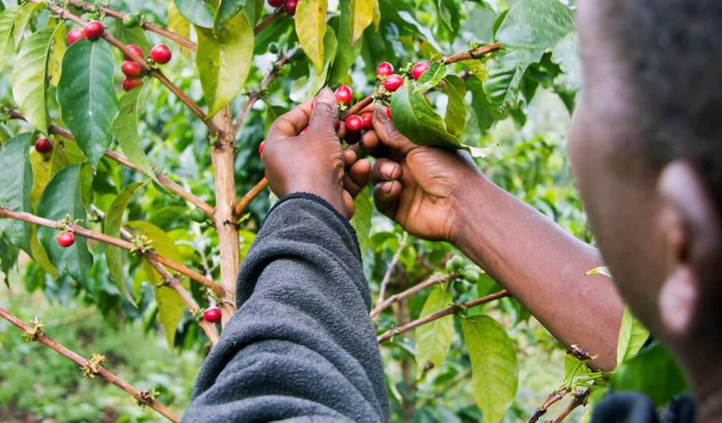 Kenya Coffee History